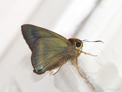 Hasora taminatus