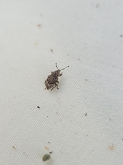 Chalepistes spermophilus