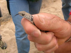 Masticophis flagellum piceus