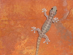 Gehyra occidentalis
