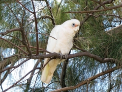 Cacatua sanguinea