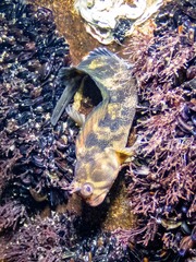 Parablennius tasmanianus