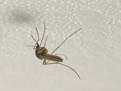 Aedes dorsalis