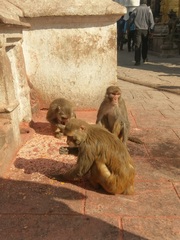 Macaca mulatta