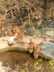 Macaca mulatta