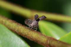 Lubra spinicornis