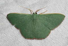 Prasinocyma semicrocea