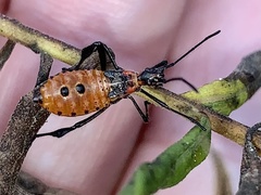 Leptoglossus clypealis