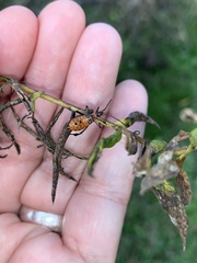 Leptoglossus clypealis