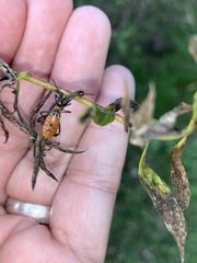 Leptoglossus clypealis