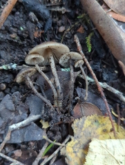 Lyophyllum anthracophilum