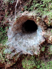 Thrigmopoeus truculentus