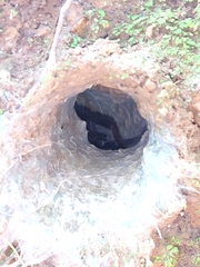 Thrigmopoeus truculentus