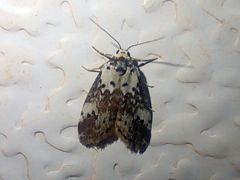 Thallarcha lechrioleuca