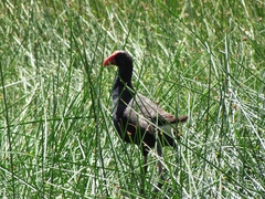 Porphyrio melanotus