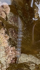 Chaetomorpha coliformis