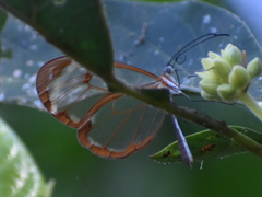 Greta morgane morgane