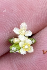 Lachnaea ericoides