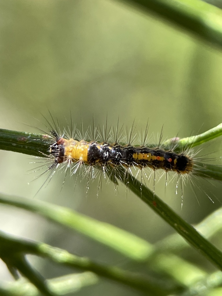 Painted apple moth from Frankston South, VIC, AU on January 02, 2022 at ...