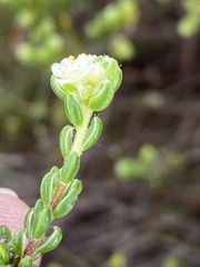 Lachnaea ericoides