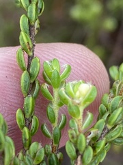 Lachnaea ericoides