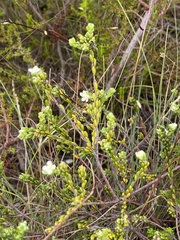 Lachnaea ericoides