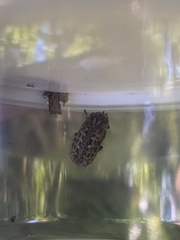 Mitophyllus