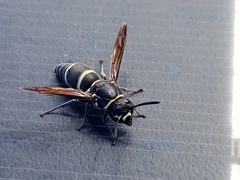 Pachodynerus californicus