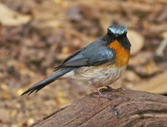 Cyornis sumatrensis