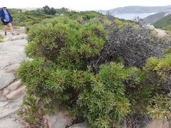 Hakea oleifolia