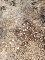 Stenotis asperuloides