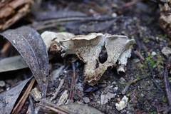 Phellodon tomentosus