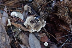 Phellodon tomentosus