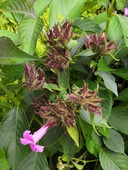 Suessenguthia multisetosa