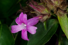 Suessenguthia multisetosa