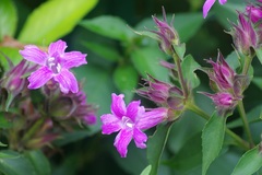 Suessenguthia multisetosa