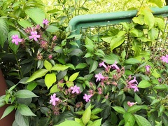 Suessenguthia multisetosa