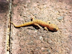 Pachydactylus capensis