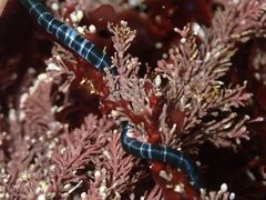 Chaetomorpha spiralis