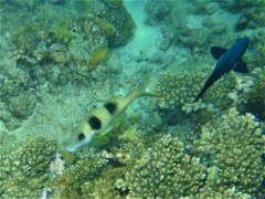 Parupeneus crassilabris