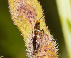 Micropterix cypriensis
