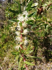 Hakea florida