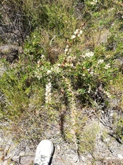 Hakea florida