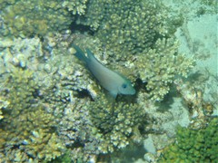 Ctenochaetus binotatus