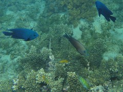 Ctenochaetus binotatus