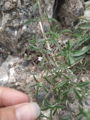 Satureja hortensis