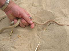 Masticophis flagellum piceus