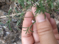 Satureja hortensis