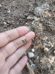 Euphorbia taurinensis