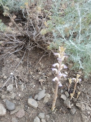 Orobanche cernua